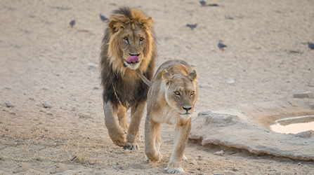 Asiatic Lion